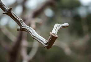 branch of a tree with no leaves photo