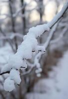 branch covered in snow next to a forest photo