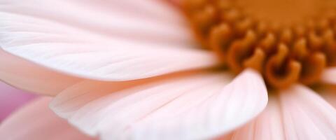 A close up of a pink flower with a white center photo