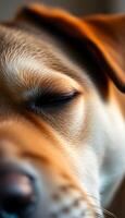 close up of a dog's face with its eyes closed photo