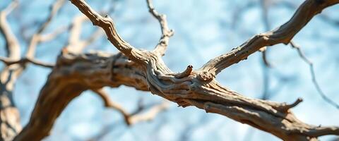 A close up of a branch with no leaves photo