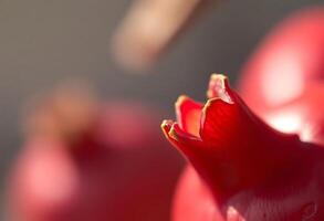 close up of a red flower with a blurry background photo