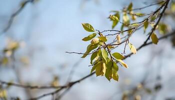 A branch with leaves on it in front of a blue sky photo