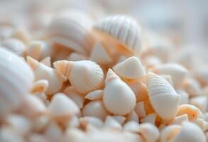 pile of sea shells sitting next to each other photo