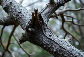 A close up of a tree branch with no leaves photo