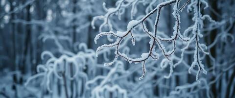 tree branch covered in snow in a forest photo