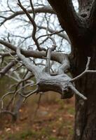 tree branch that has some kind of thing on it photo