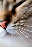 Close up of a cat's nose with a red nose photo