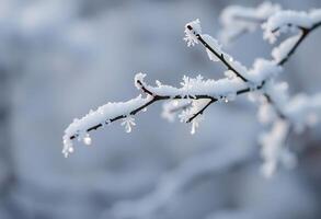 A branch with snow on it in front of a blurry background photo