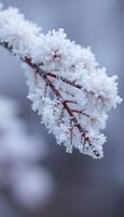 Frosty branches in the snow photo