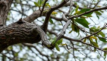 A bird is perched on a branch of a tree photo