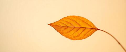 single leaf is shown against a yellow background photo