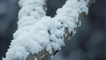 A close up of snow on a branch photo