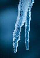 close up of some ice on a branch photo