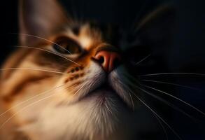A close up of a cat's face with a dark background photo