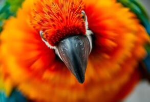 close up of a colorful bird with a black beak photo