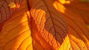close up of a leaf with the sun shining on it photo