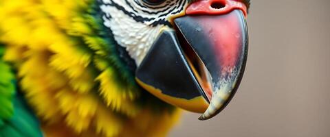 close up of a colorful bird with a red beak photo
