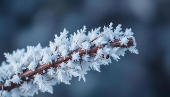 Frosty snowflake on a branch photo