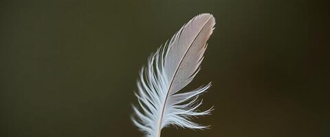 white feather resting on top of a table photo