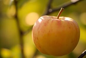 close up of an apple on a tree branch photo