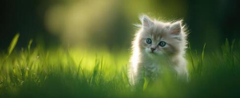 The fluffy kitten exploring a sunlit grassy meadow in tranquil nature. photo