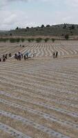 Workers Working in Tomato Field video