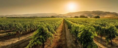 The serene vineyard landscape bathed in golden sunset light. photo