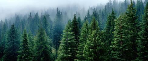 The serene forest landscape enveloped in mist and lush greenery. photo