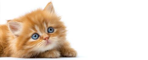 The adorable orange kitten with striking blue eyes looking curiously. photo