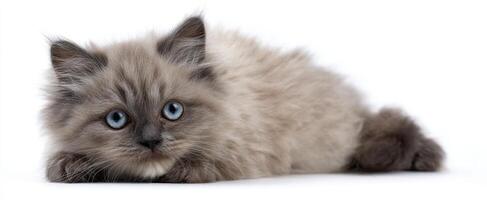 The adorable fluffy kitten with striking blue eyes laying down. photo