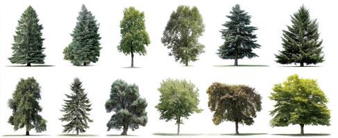 The diverse collection of trees showcasing nature's beauty and variety. photo