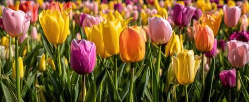The Vibrant Tulip Field in Full Bloom During Spring Season photo