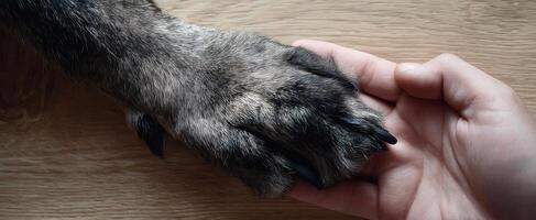 The Touching Connection Between a Person's Hand and a Dog's Paw photo