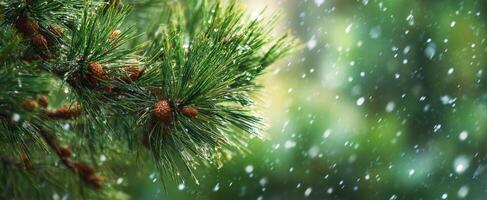 The snowy pine branch adorned with delicate frost and pine cones. photo