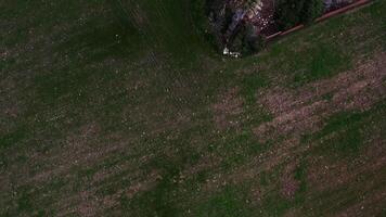 Aerial view of a vibrant rural landscape with lush green and purple vegetation, farm structures, and equestrian arenas where riders train amidst expansive fields and winding paths video