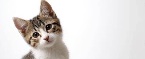 The playful kitten with big eyes and a curious expression in portrait mode. photo