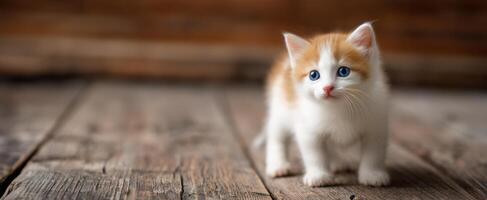 The cute kitten exploring on a rustic wooden floor. photo