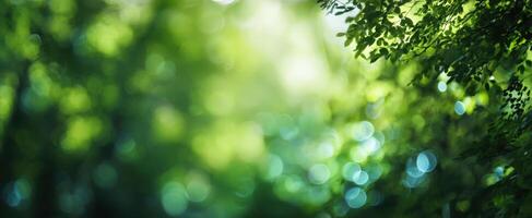 The tranquil green leaves creating a serene bokeh effect in nature. photo