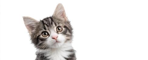 The adorable fluffy kitten with big expressive eyes looking curiously at you. photo