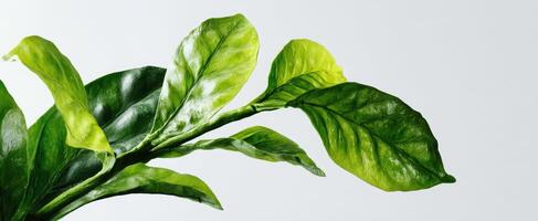 The Green Leaves of a Tropical Plant Against a Soft Background photo