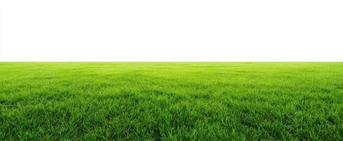 The Lush Green Grass Field Under a Clear Blue Sky photo