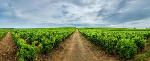 The expansive vineyard landscape under a cloudy sky inviting exploration and tranquility. photo