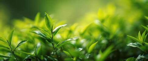 The vibrant green leaves flourishing in a serene natural setting. photo