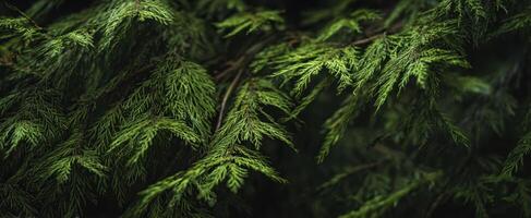 The intricate details of lush green leaves in a tranquil forest setting. photo