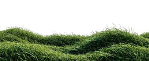 The Majestic Waves of Lush Green Grass Captured in Nature's Bounty photo