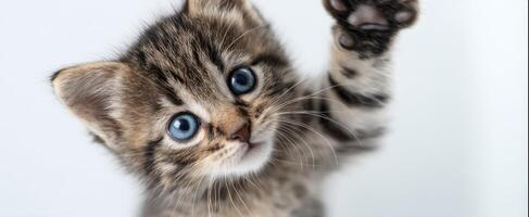 The adorable kitten playfully reaching out with its paw. photo