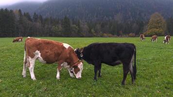 Young bulls and cows graze on sustainable farm in Bavaria, Germany, in autumn. Misty mountains and green pasture create a serene setting, emphasizing eco-friendly dairy farming and livestock breeding. video