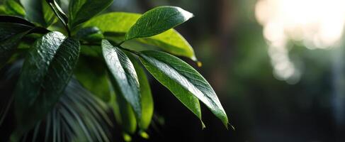 The vibrant leaves glowing in the soft sunlight of a serene environment. photo