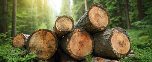 The stacked logs surrounded by lush greenery in a serene forest setting. photo